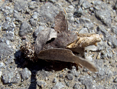 Canephora hirsuta