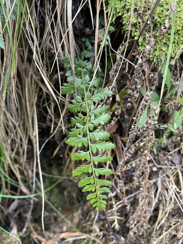 mother shield-fern