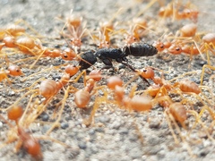 Odontoponera transversa