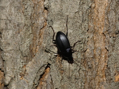 Calathus erratus