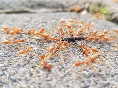 Odontoponera transversa