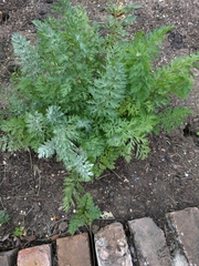 Daucus carota sativus