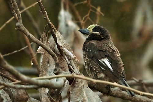 Whyte's Barbet (Stactolaema whytii), photo 3
