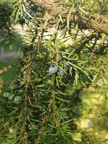 common juniper