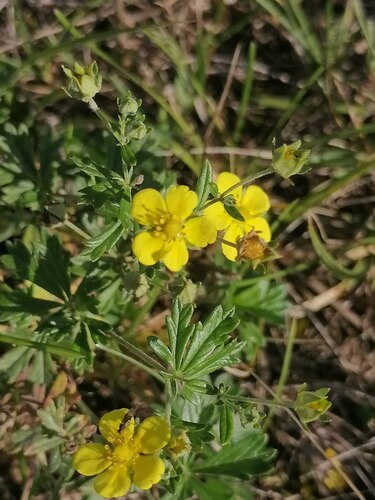 Silvery Cinquefoil