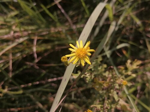ragwort