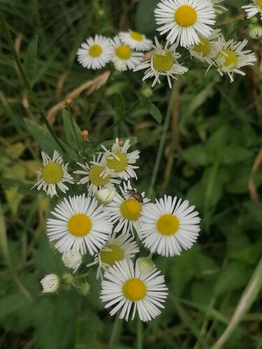annual fleabane