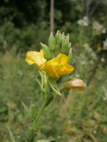 common evening-primrose