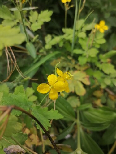 Greater celandine
