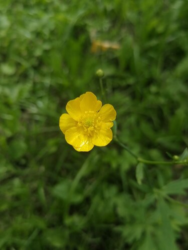 meadow buttercup