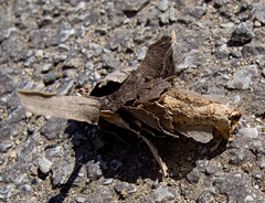 Canephora hirsuta