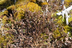 Cladonia maxima