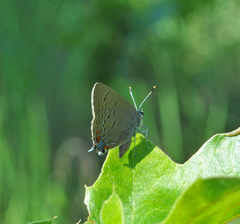 Satyrium edwardsii