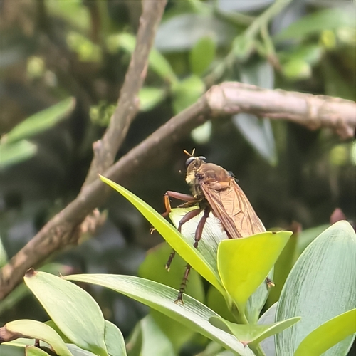 Microstylum dux