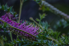 Grevillea acanthifolia