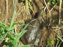 Mauremys leprosa leprosa