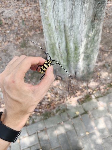 Chinaberry Yellow-banded Longhorn Beetle