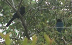 Cyanocorax melanocyaneus