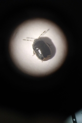 Legnotus limbosus