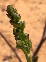 Chlorogalum grandiflorum
