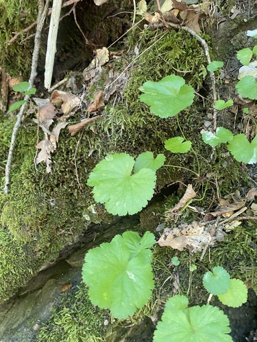 Pimpinella tripartita