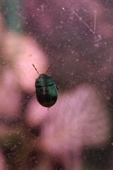 Legnotus limbosus