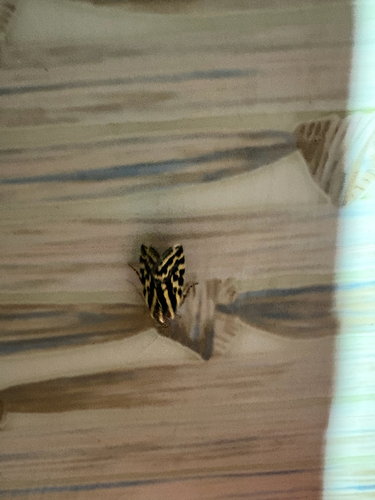 Spotted Sulphur