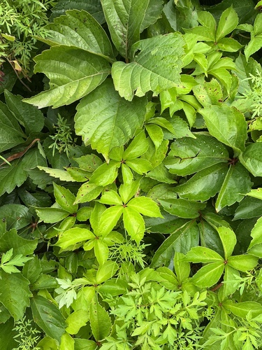 Virginia creeper