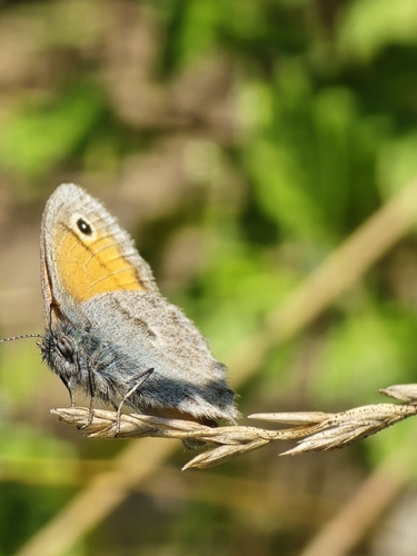 Small Heath