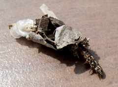 Canephora hirsuta