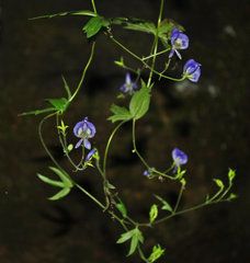 Aconitum noveboracense