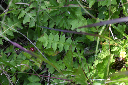 Aposeris foetida, photograph 6