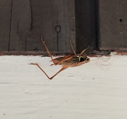Roesel's Bush-cricket
