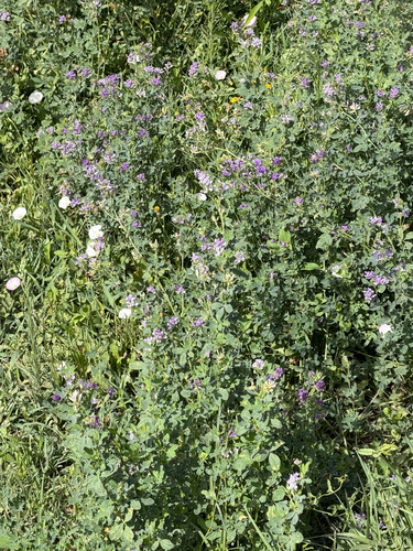 Alfalfa