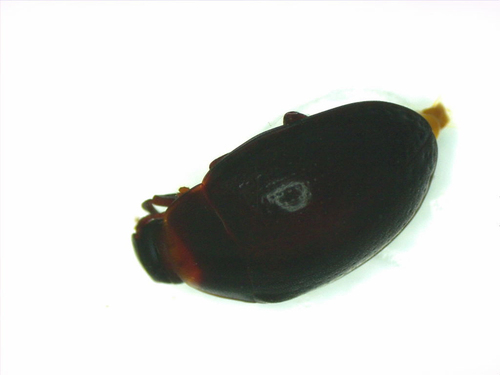 Hyporhagus