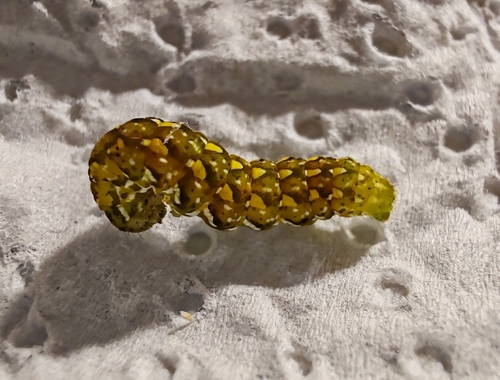 Beautiful Yellow Underwing