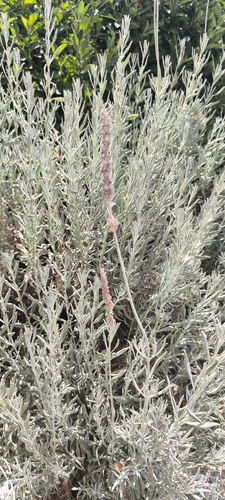 French lavender