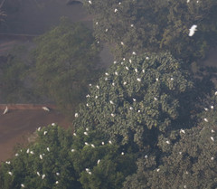Bubulcus ibis