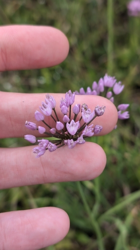 Allium angulosum, photograph 6