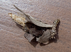 Canephora hirsuta