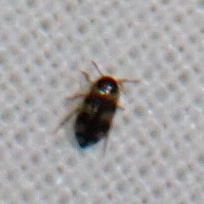 Bidessus minutissimus