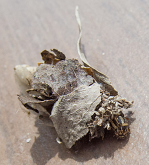 Canephora hirsuta