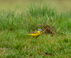 Motacilla flava flava