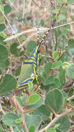 Painted Grasshopper