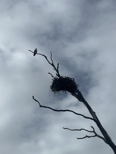 Osprey