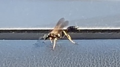 Sceliphron caementarium