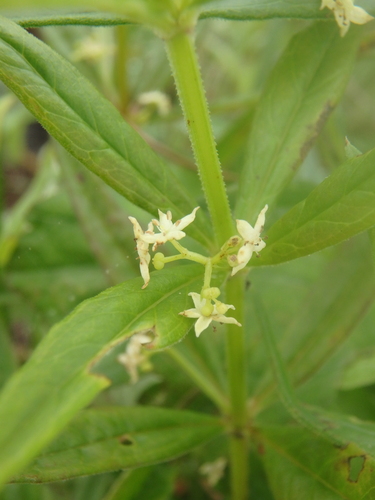Rubia jesoensis observed 2026-07-10