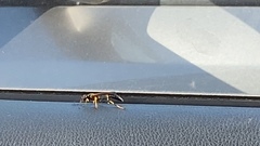 Sceliphron caementarium