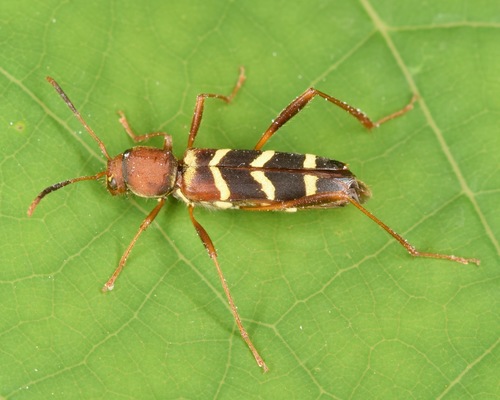 Red-headed Ash Borer photo 3