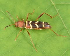 Neoclytus acuminatus